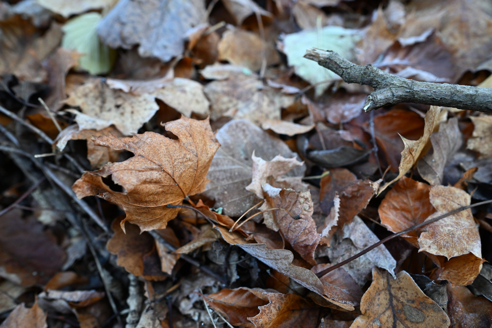 Autumn leaves without energy.