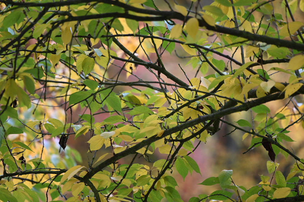 Autumn leaves on tree in autumn