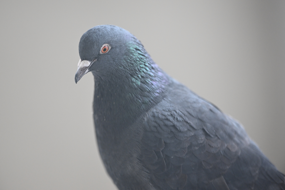 Black pigeon.