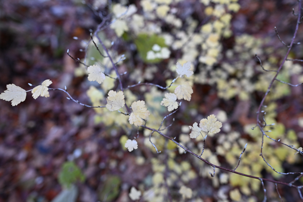 Branch with yellow leaves.