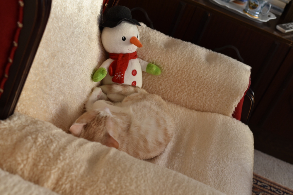 Sleeping cat with snowman.