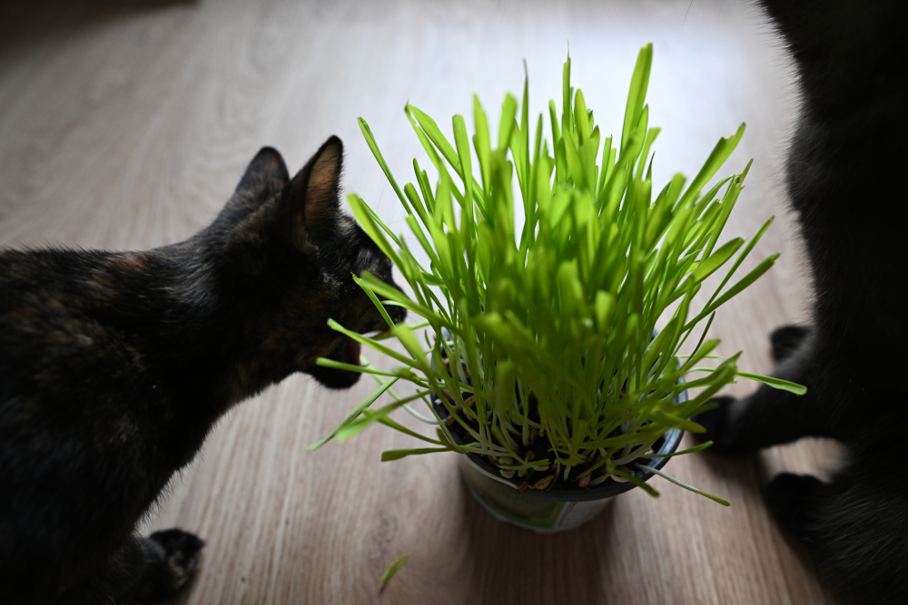 Cat eats grass for cats.