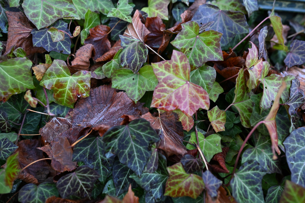 Combination/Variation of leaves in autumn.