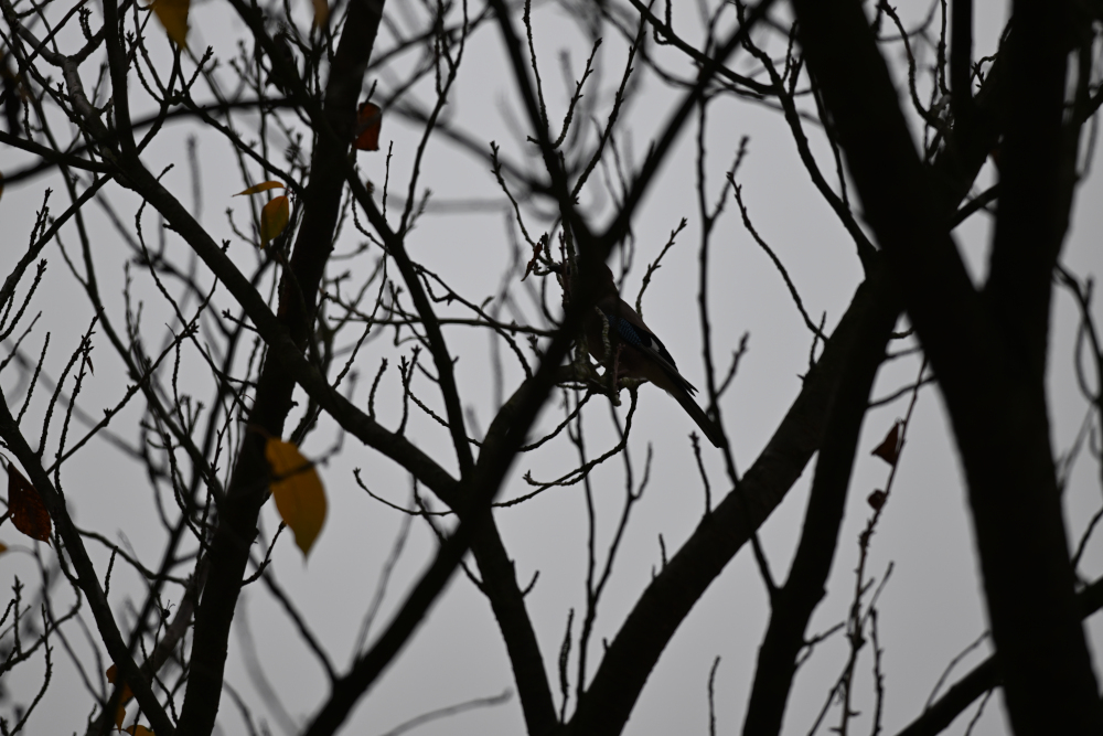 Dark jay hidden on tree.