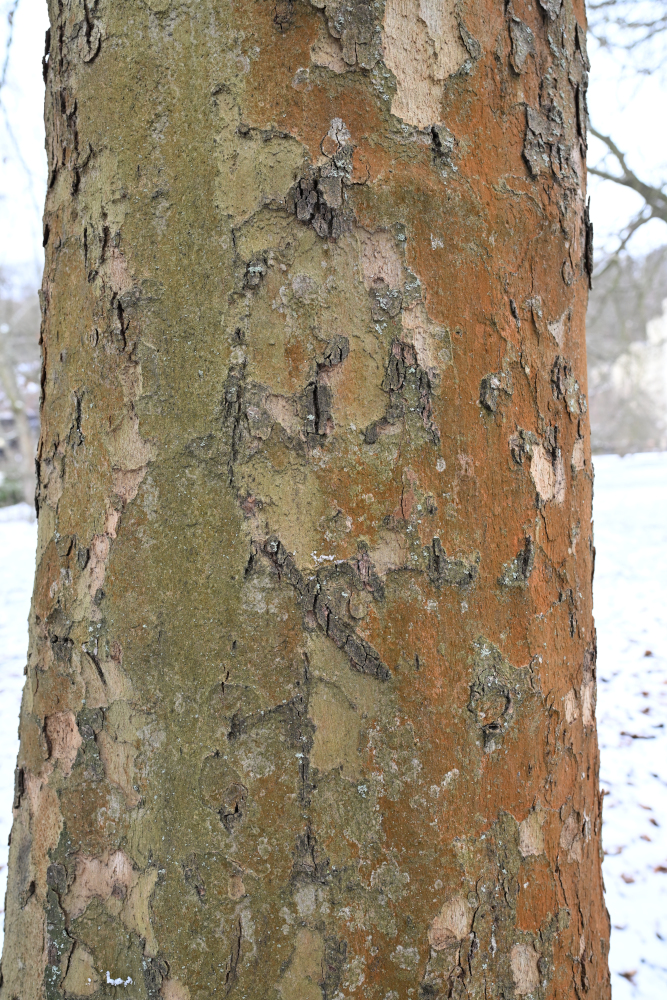 Detail of grey tree.