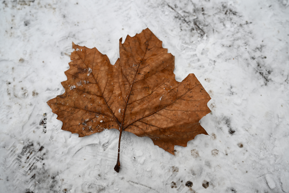 Detail of leaf in snow.