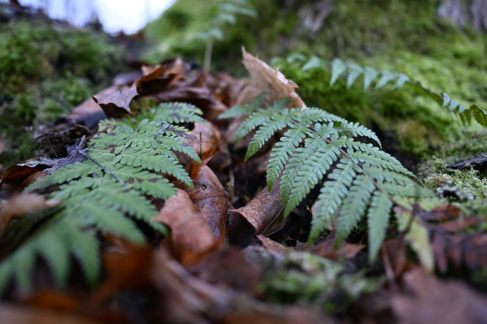 Detail of fern