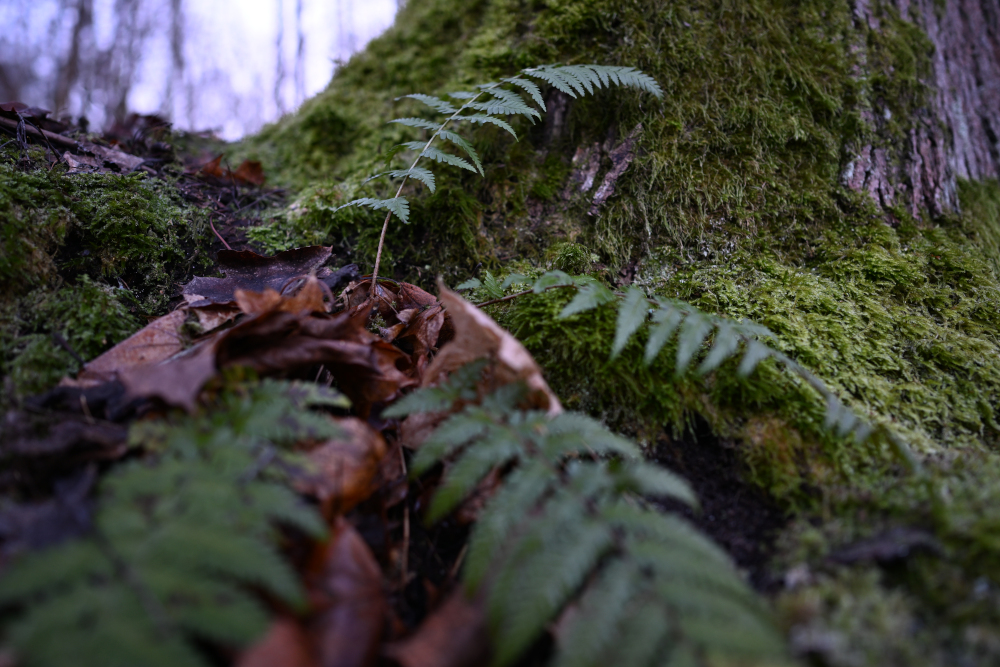 Detail of fern near tree in autumn