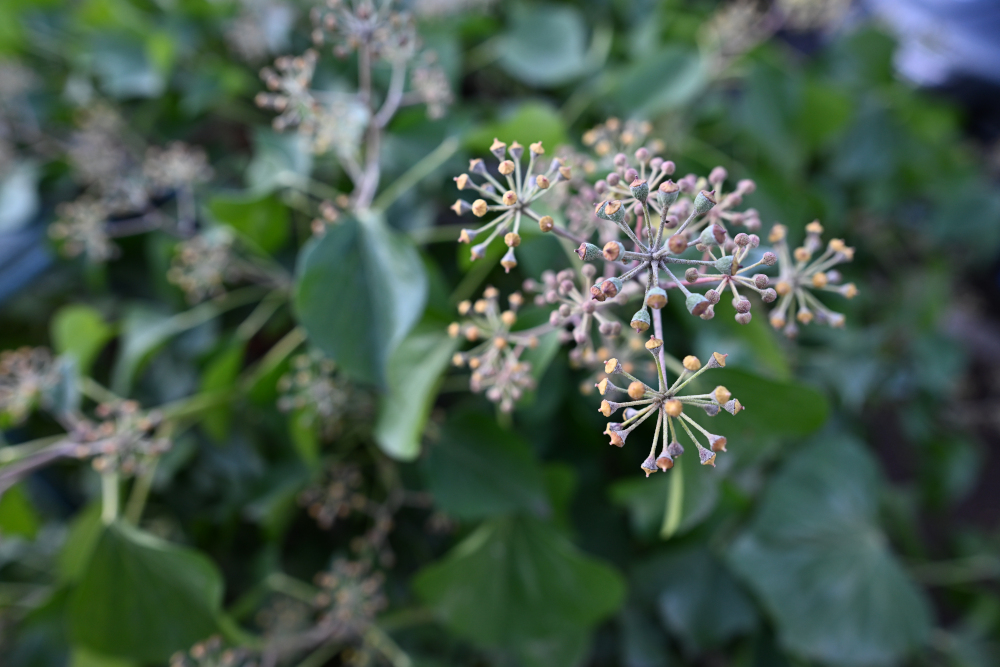 Detail of frozen flower