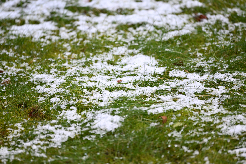 Detail of grass with fresh snow.