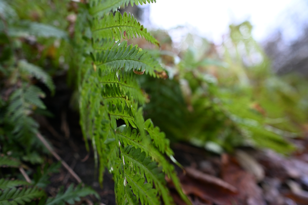 Detail of green fern from side