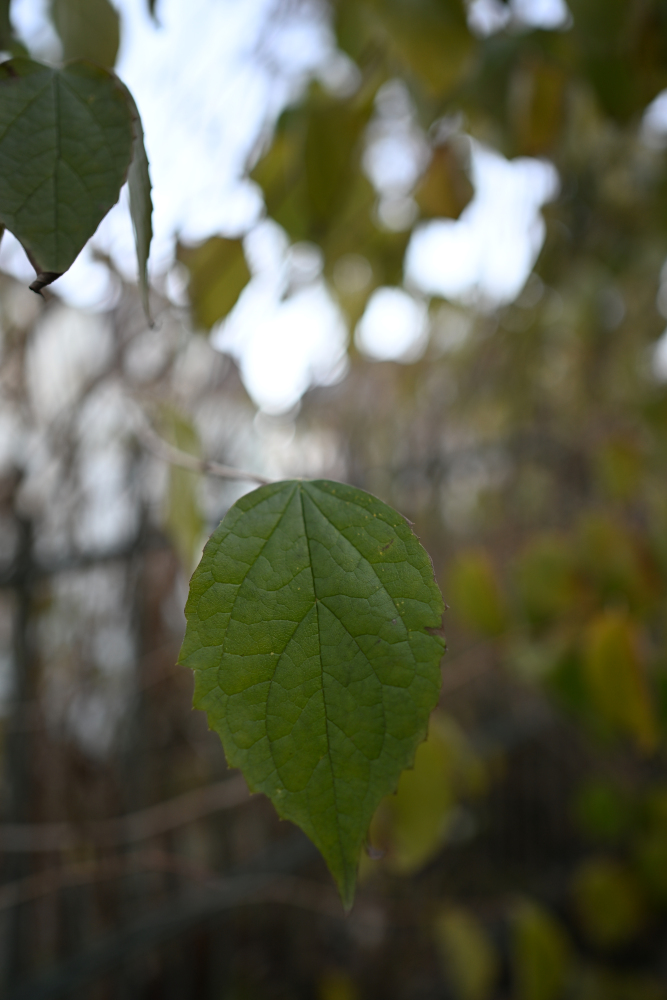 Detail of green leaf in autumn