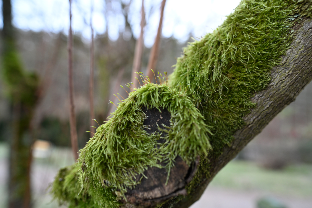 Detail of green moss on old tree