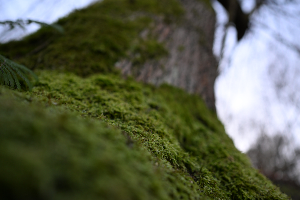 Detail of green moss on tree in Autumn.