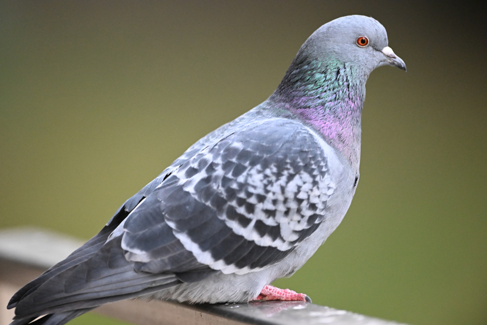 Detail of pigeon in Karlovy Vary