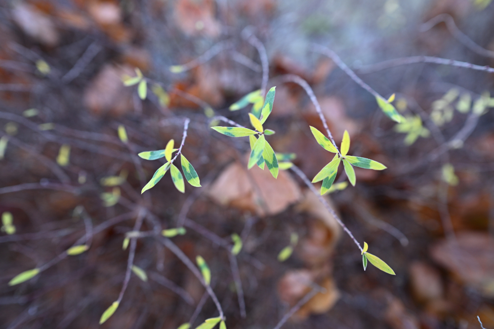 Detail of strange green leaves