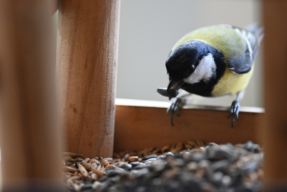 Detail of tit in feed