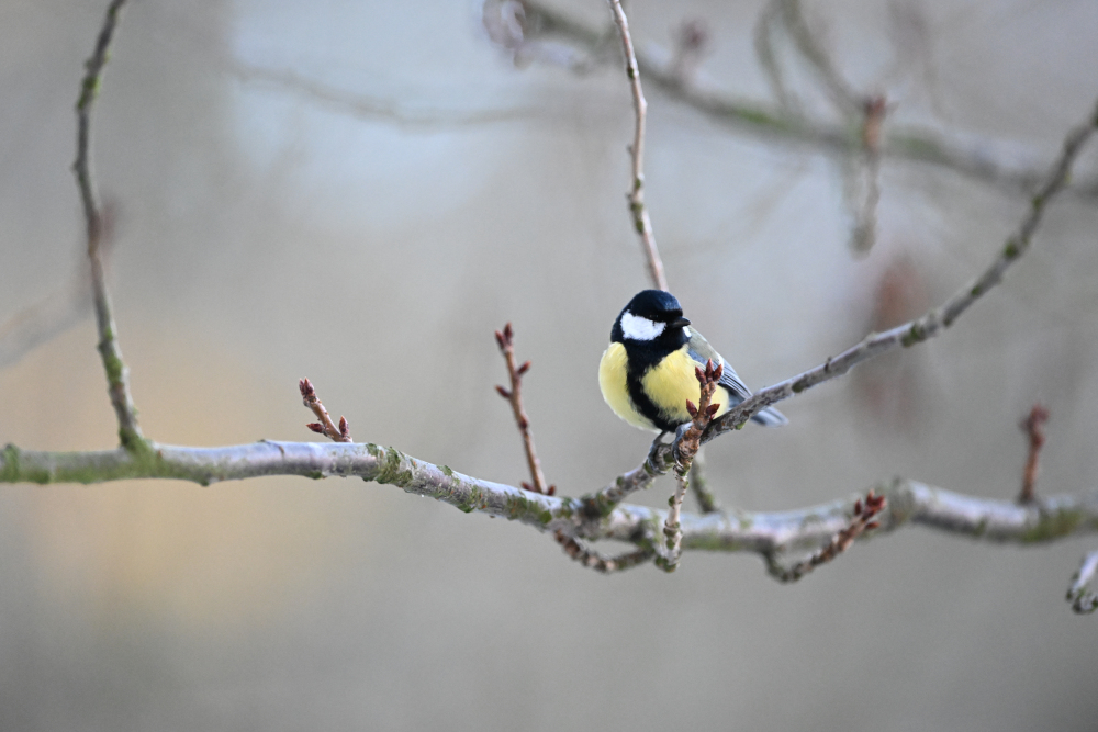 Detail of tit on tree