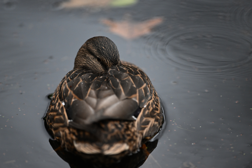 Detail of wild duck