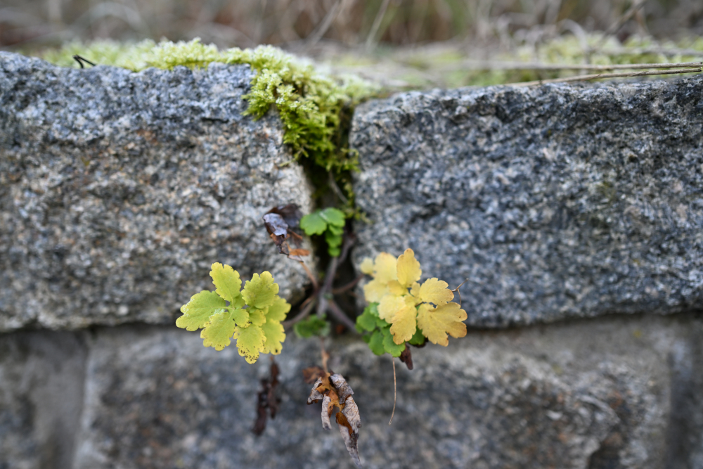 Detail of outside flora in autumn