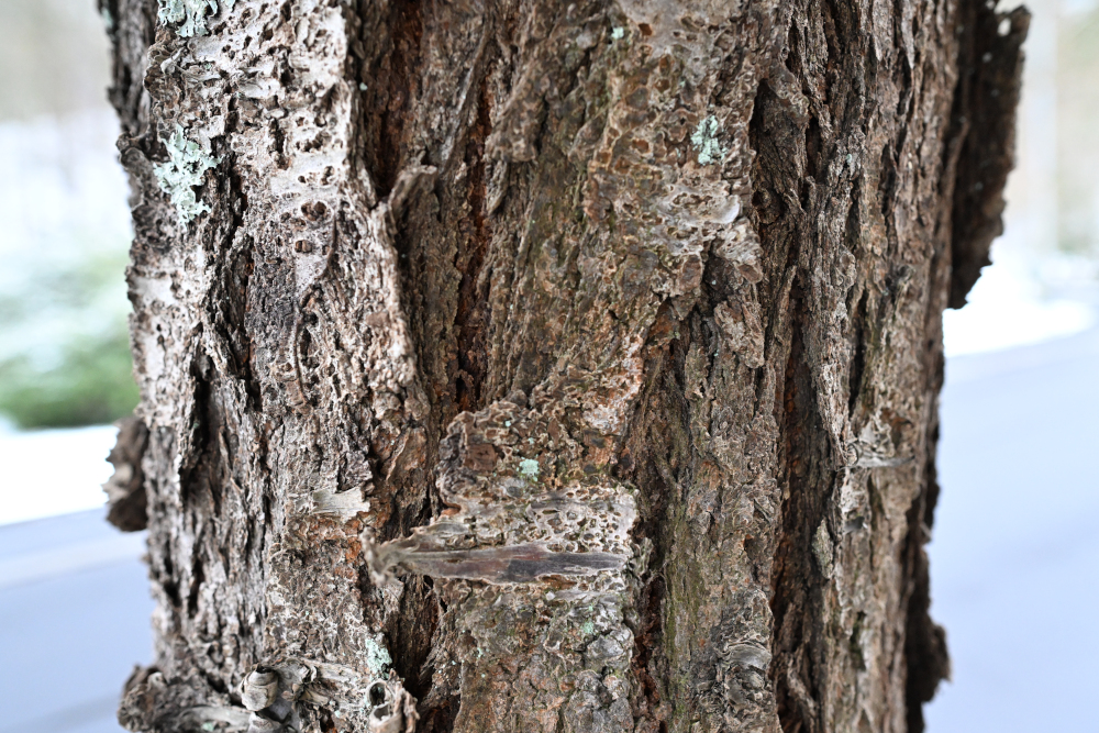 Detail of tree in winter.