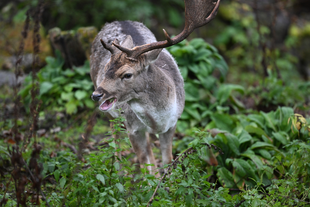 Eating european fallow deer