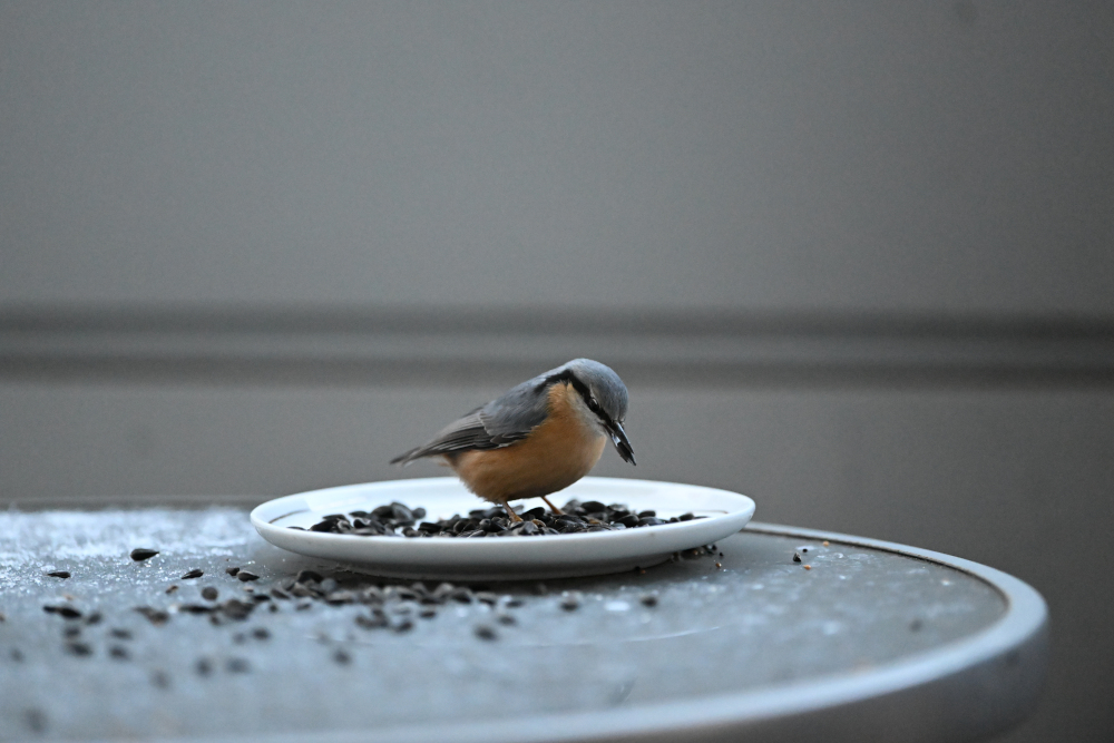 Photo of Eurasian nuthatch