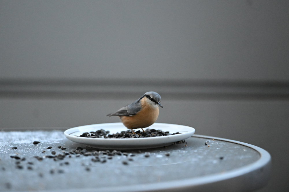 Eurasian nuthatch and food