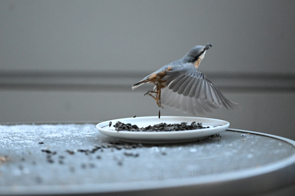 Eurasian nuthatch starts to fly