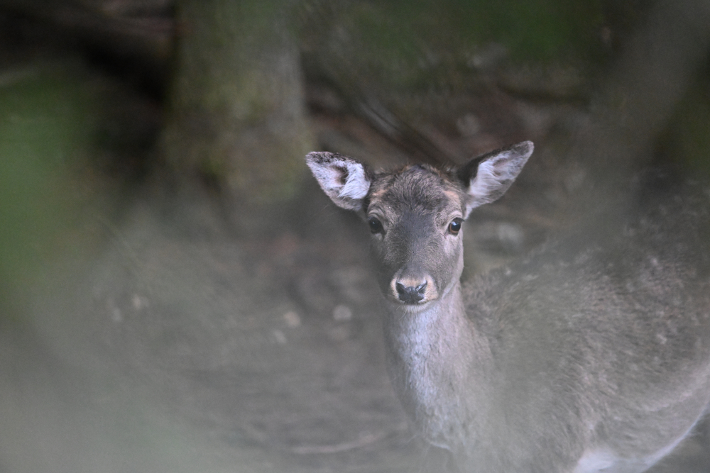 European fallow deer in forest