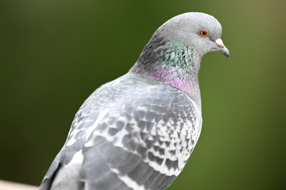 Extra detail of pigeon.