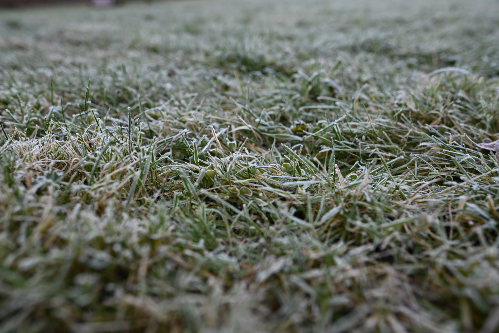 Frozen grass in park, Karlovy Vary.