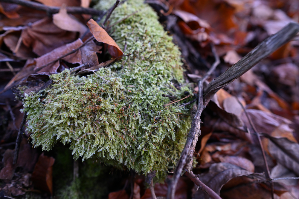 Frozen moss in forest