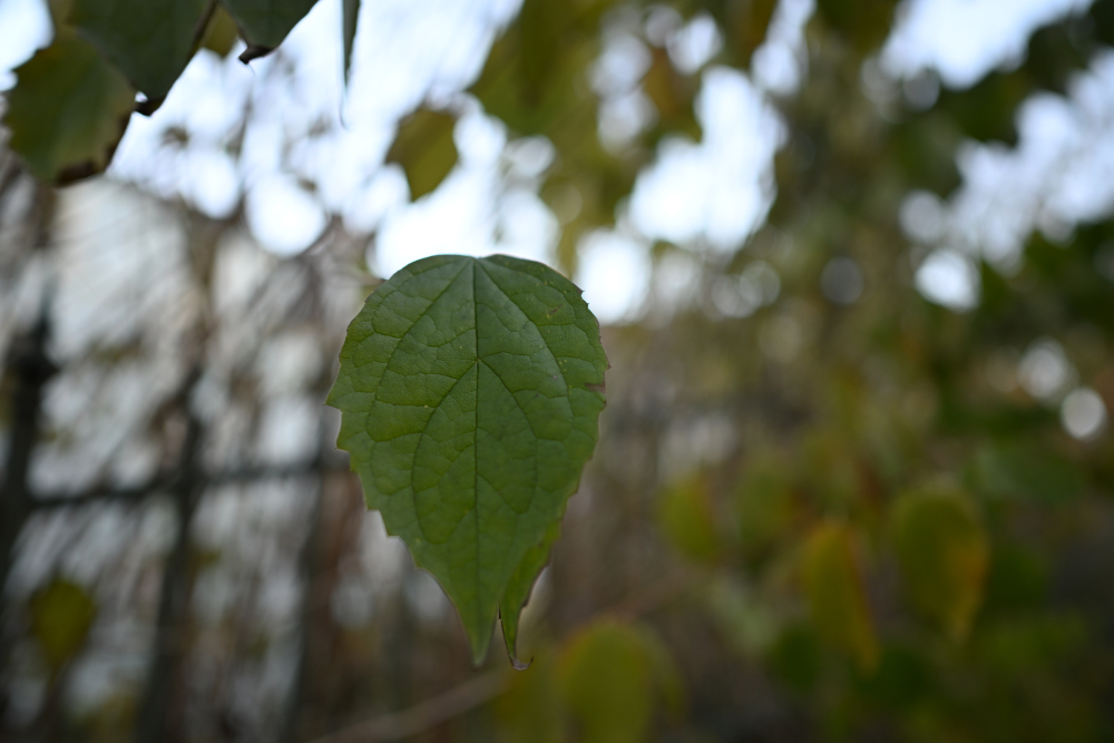 Green leaf in autumn.