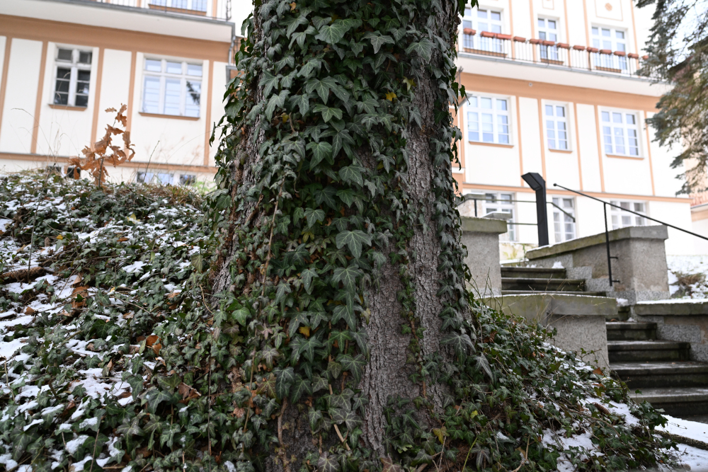 Green leaves on tree in winter.