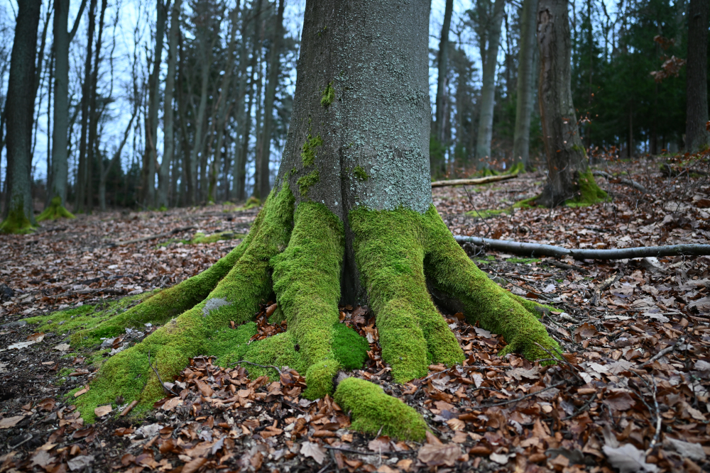 Green moss on tree.