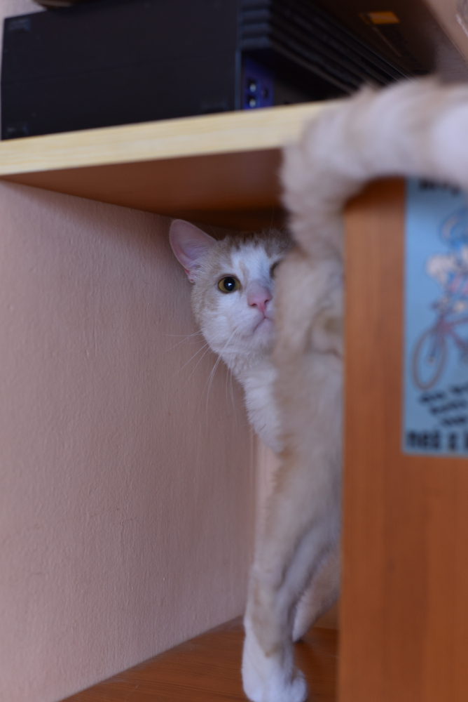 Hidden cat in wardrobe