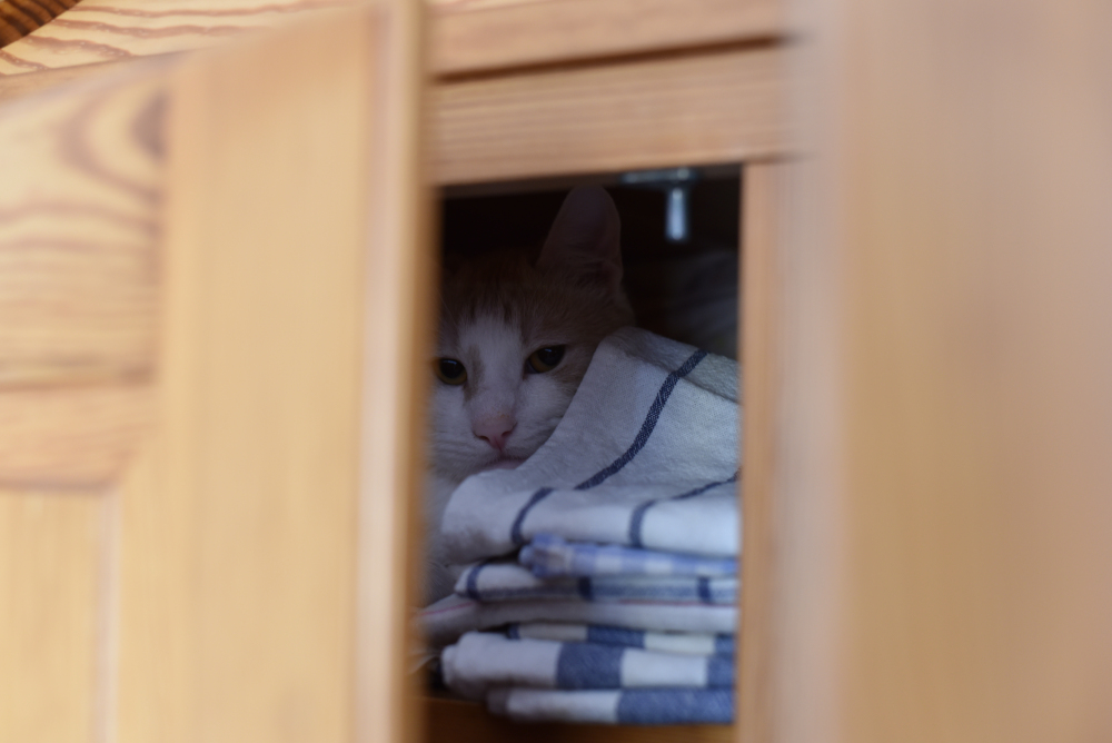 Hidden cat in wardrobe