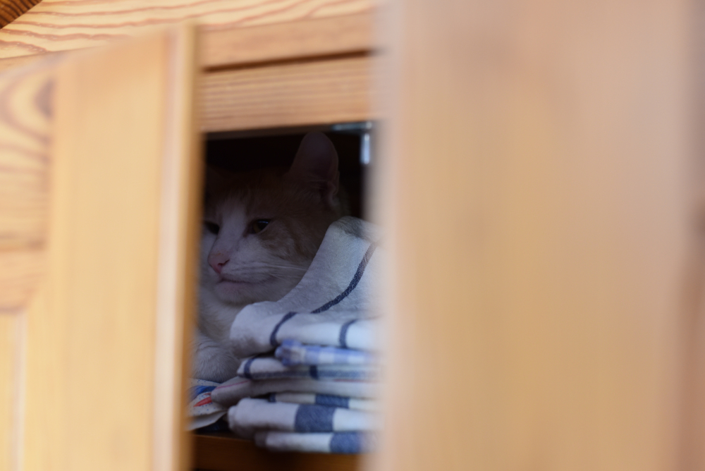 Hidden tomcat in wardrobe.