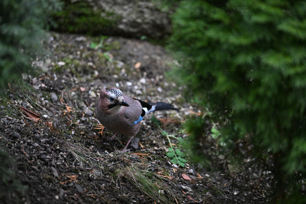 Jay watch at me.