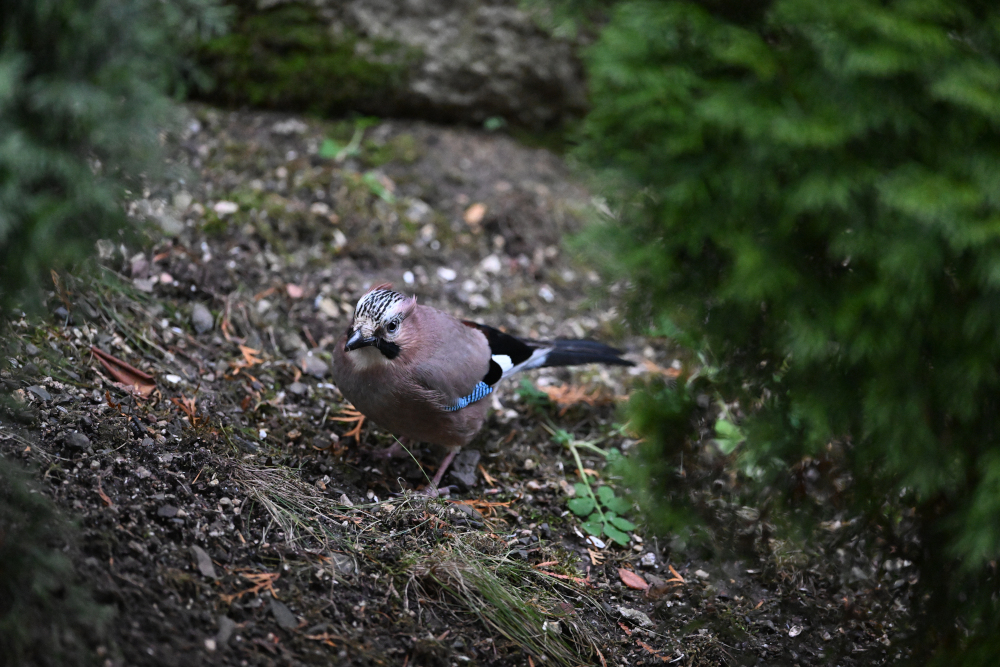 Jay, which is between trees watch at me.