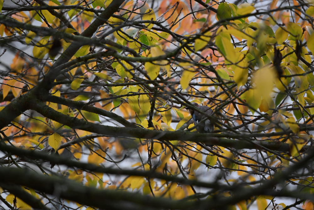 Jay hidden on tree in autumn.