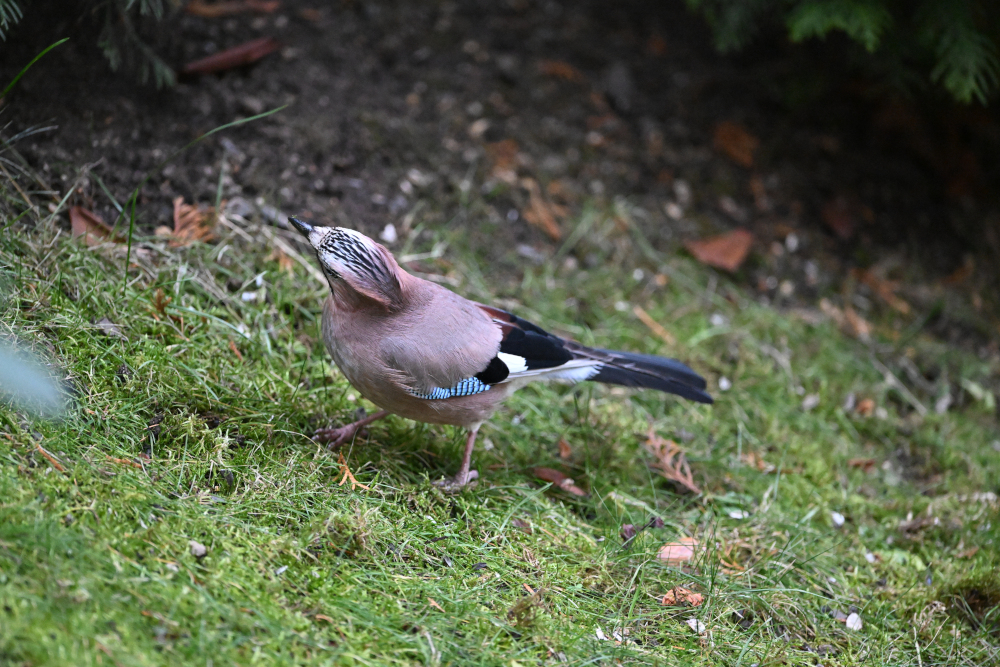 Jay in grass.