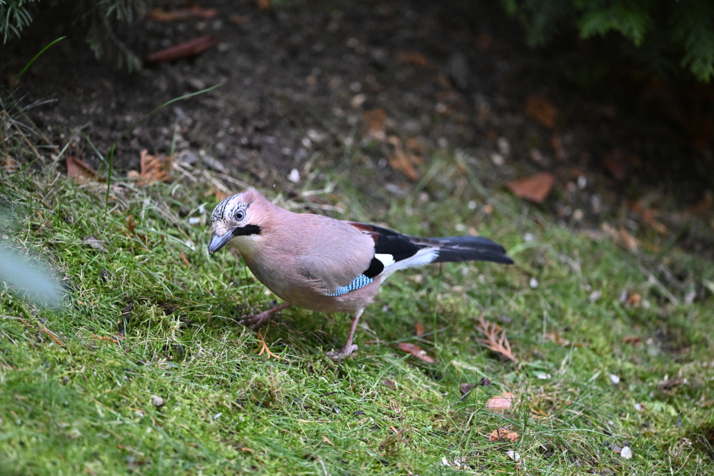 Jay watch at me from grass.