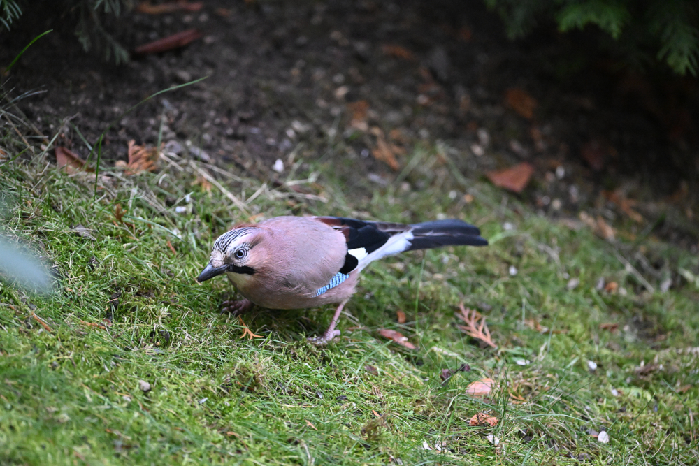 Jay watch at me from grass.