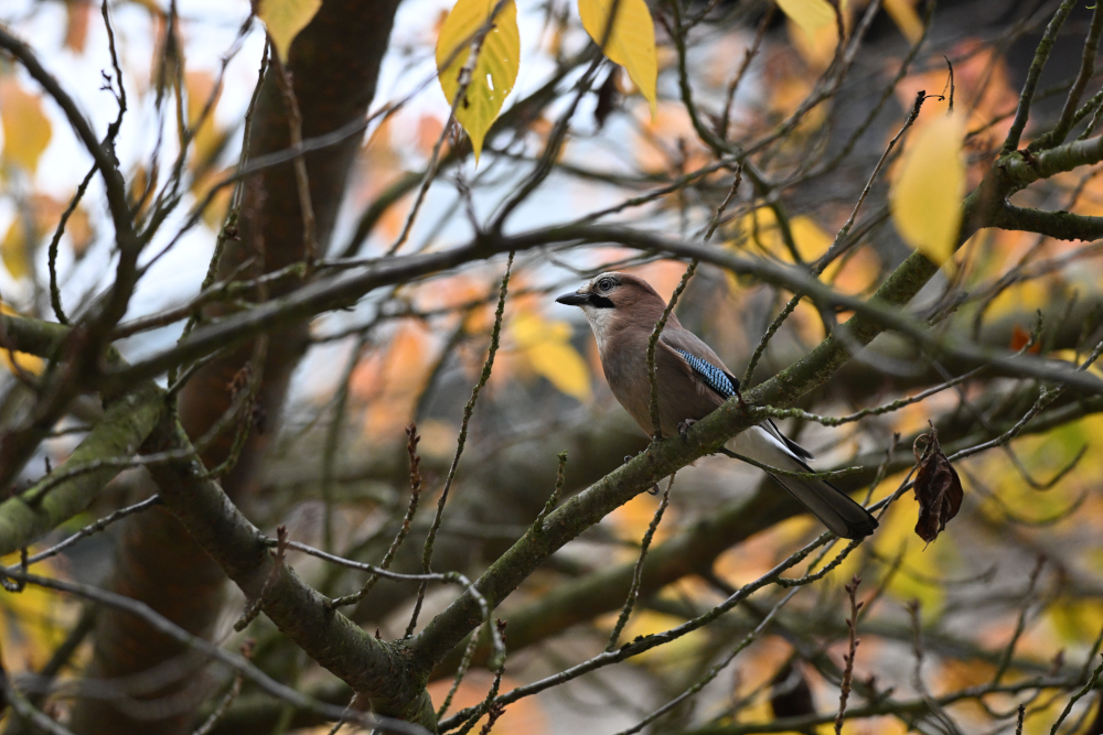 Jay on tree in autumn