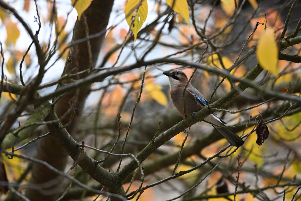 Jay on tree looking