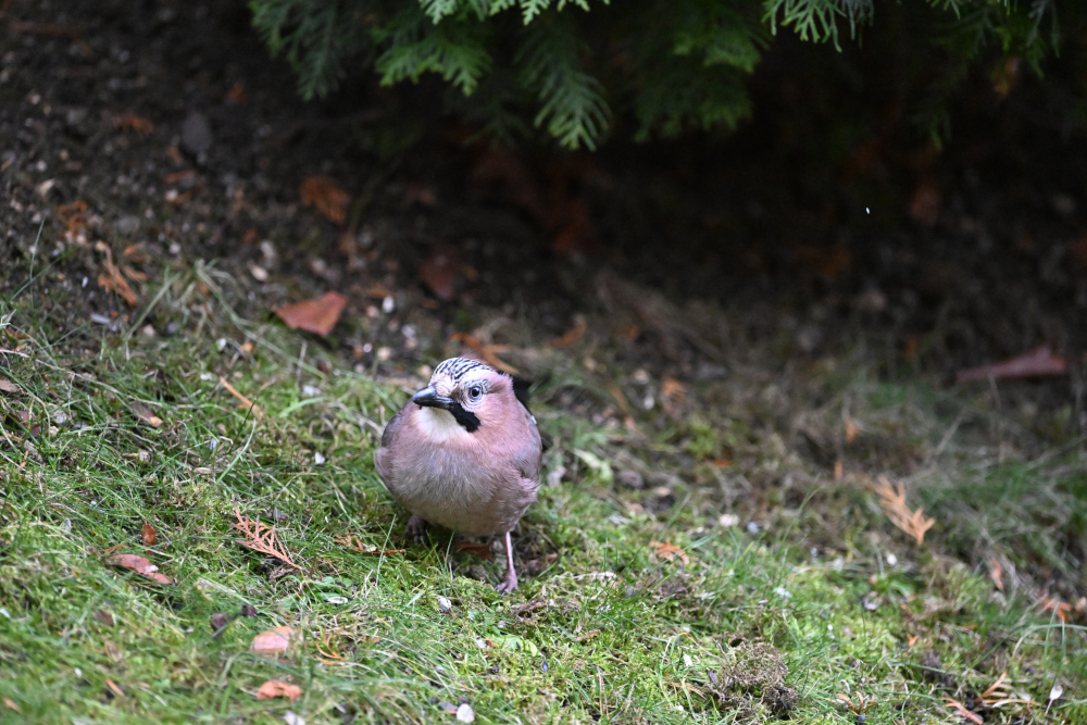 Jay is watching at me from grass.