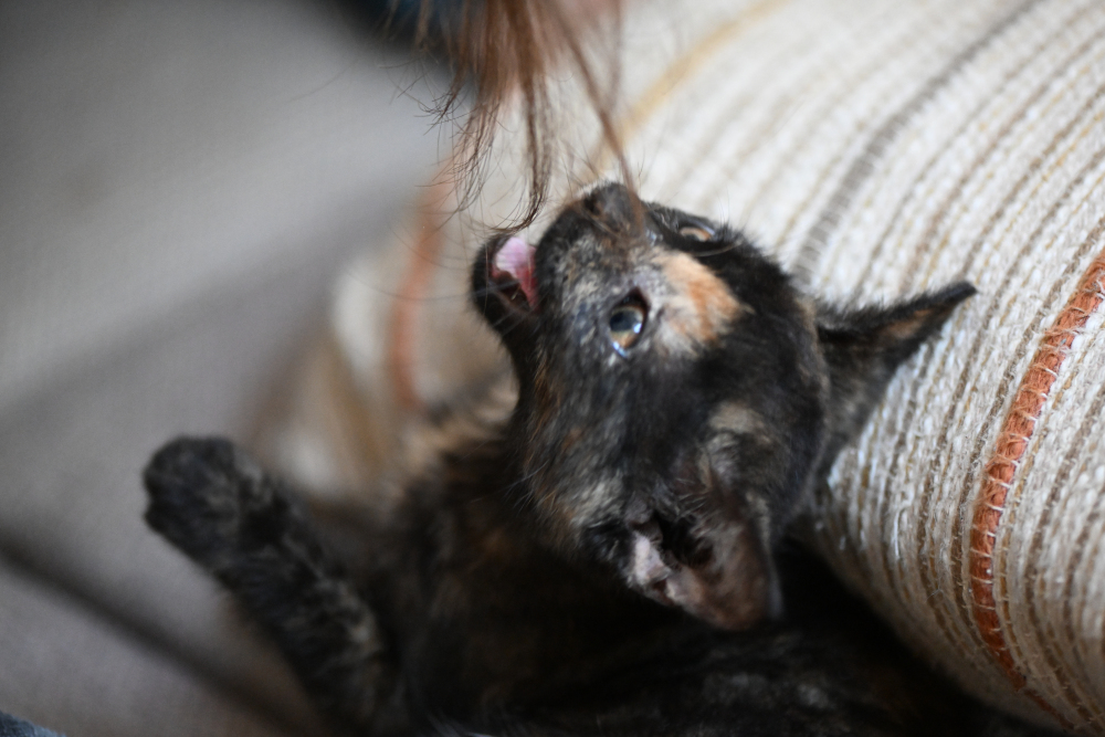 Kitten is playing and bites hair.