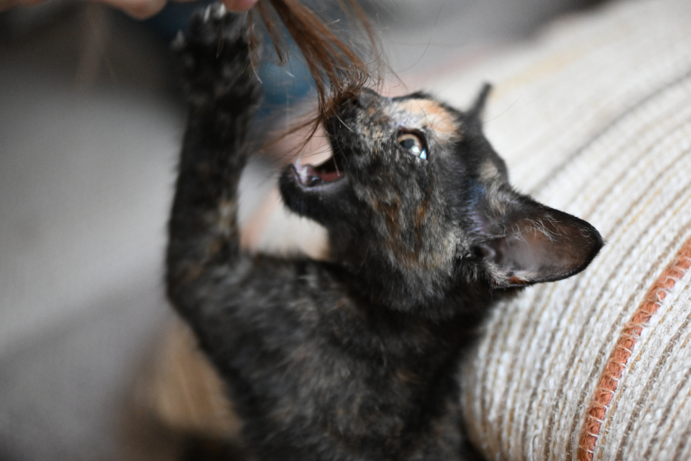 Kitten is playing with hair.